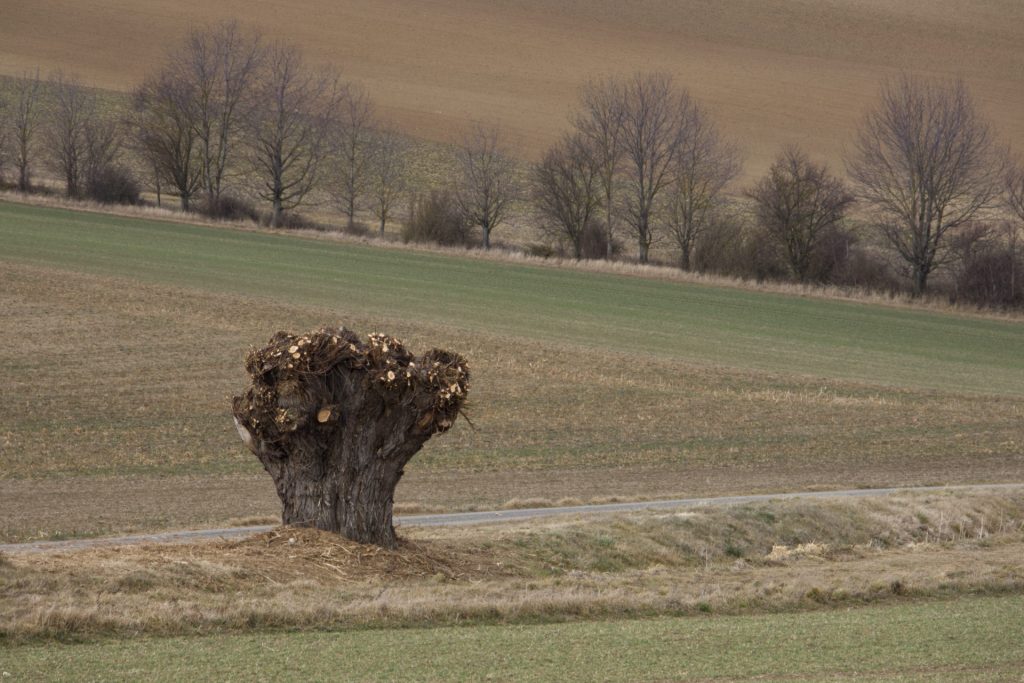 kopfweidenschnitt